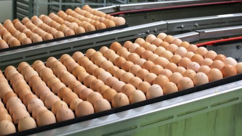 Turcia exportă masiv ouă în Statele Unite, afectate de epidemia de gripă aviară / Livrările au început luna aceasta şi vor continua până în iulie / Nu se așteaptă o scădere a prețului la ouă