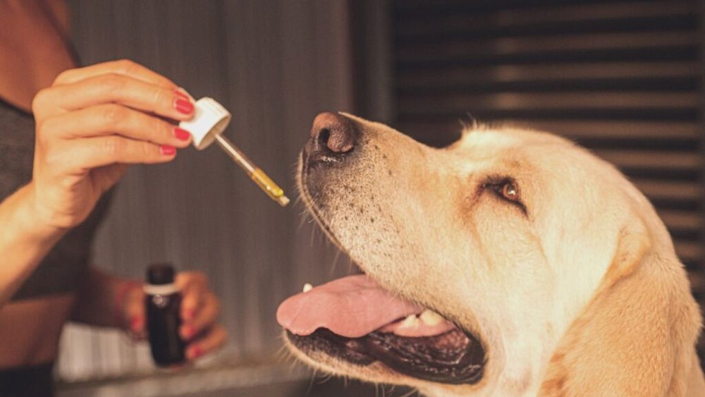 Suplimentele pentru animale: Când sunt necesare și ce riscuri pot avea / Se pot administra și suplimente umane?