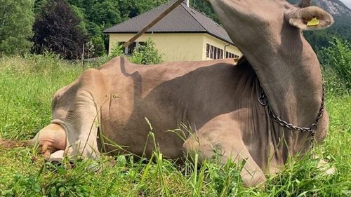 Vaca din Austria care a învățat să utilizeze unelte pentru a se scărpina / Oamenii de știință trebuie să-și revizuiască teoriile despre inteligența bovinelor