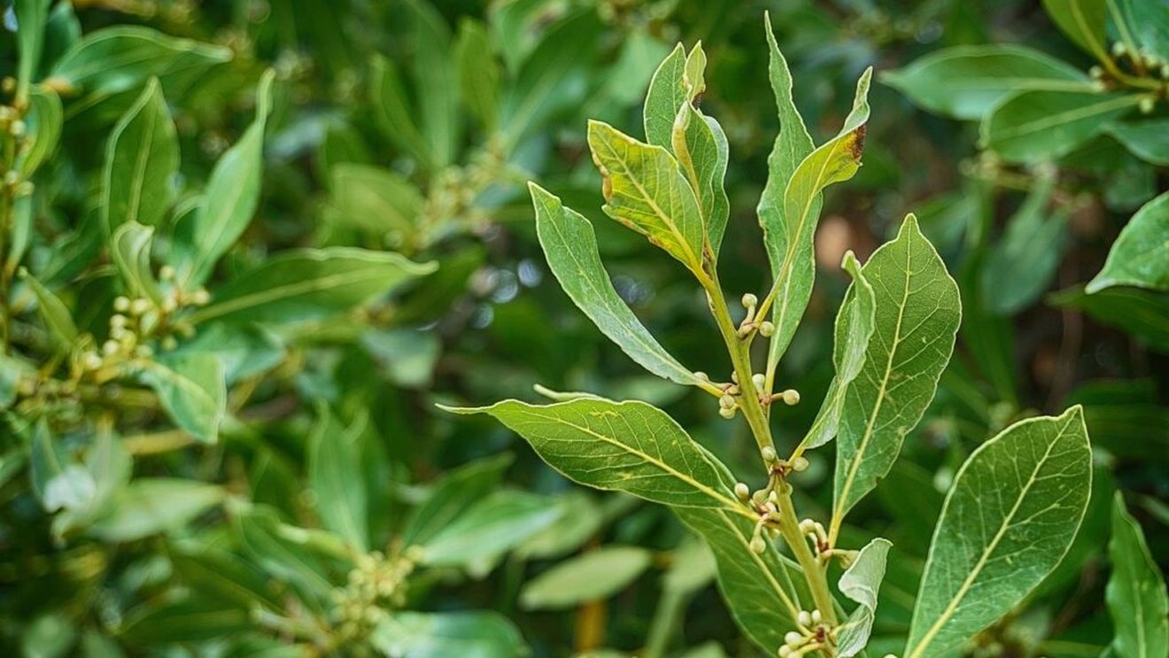 Efectele necunoscute și incredibile ale frunzelor de dafin. Nu sunt bune doar în sosul cu carne, proprietăție sale sunt cunoscute încă din Antichitate