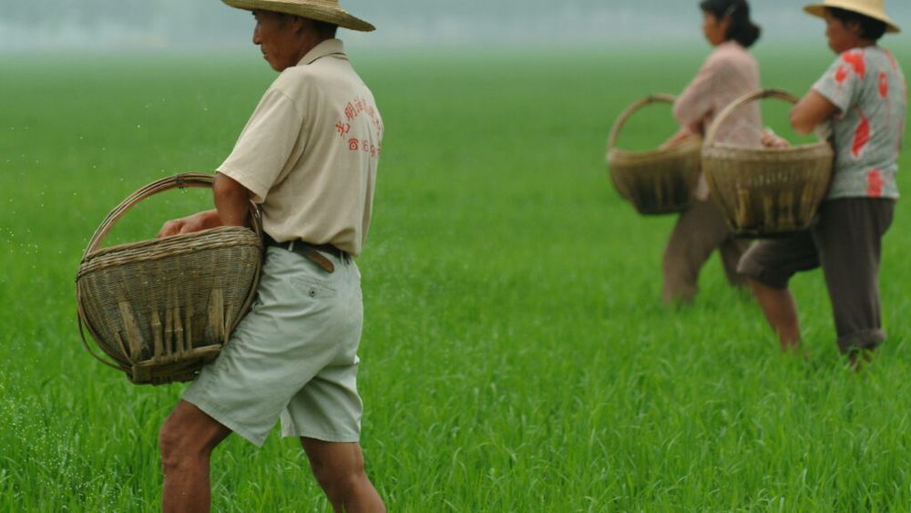 Autorităţile chineze anunță creşterea sprijinului financiar pentru stabilizarea producţiei de produse agricole esenţiale, inclusiv cereale, pentru a asigura securitatea alimentară