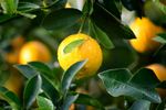 Secretul pentru un lămâi sănătos. De ce și când este recomandat să pui oregano în ghiveci sau în pământul din grădină