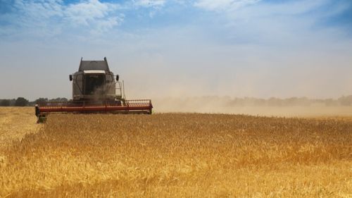 Grânele românești, tot mai căutate pe piața mondială / Arabia Saudită intră pe lista marilor cumpărători