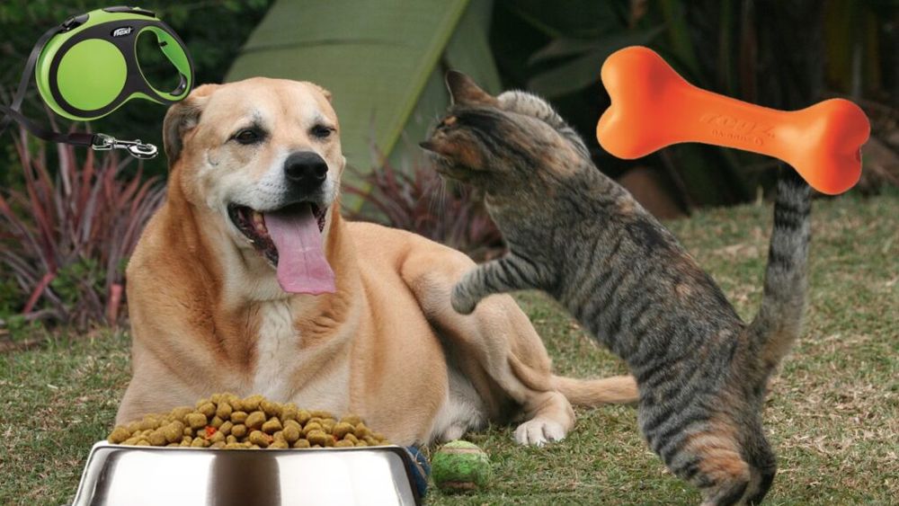 EXCLUSIV: Piața locală de îngrijire a animalelor de companie va înregistra vânzări de peste 5,54 miliarde de lei în 2024/ Hrana reprezintă 4,97 miliarde de lei / Tendință: Populația de câini este în scădere, dar popularitatea pisicilor este în creștere