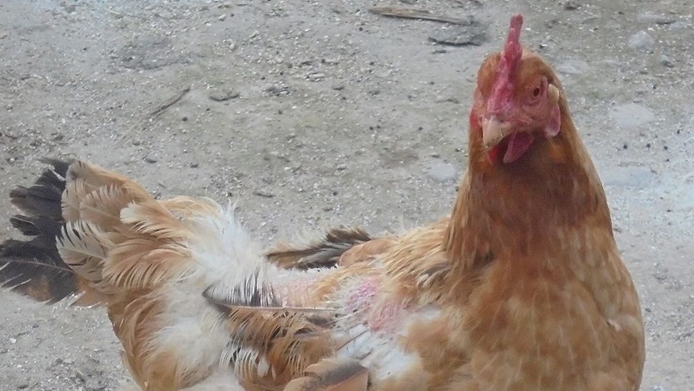 Autoritățile din Danemarca cer cetățenilor să aleagă mai degrabă carnea de pasăre, decât carnea de vită