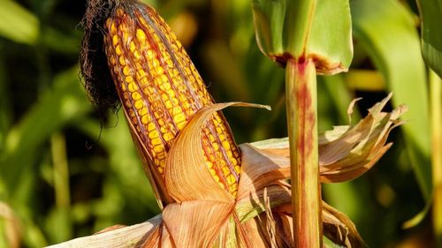 De ce presiunea pentru aprobarea organismelor modificate genetic/ Lucian Dragomir (legumicultor): „Unii  fermieri care întrevăd pe termen scurt câștiguri financiare importante pun presiune pentru aprobarea cultivării organismelor modificate genetic”