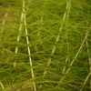 Descoperire surprinzătoare într-o plantă veche de 400 de milioane de ani / Apa din planta numită „coada-calului” are o semnătură chimică „extraterestră”