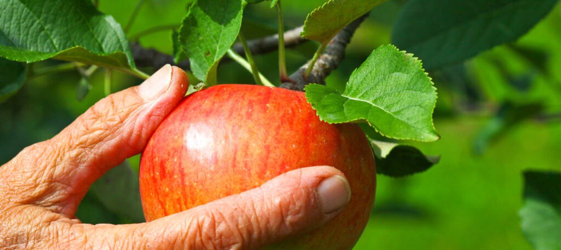 Un soi nou de mere, descoperit după aproape 90 de ani. Fructul își schimbă gustul pe măsură ce se coace