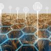 Grâu cu mai puțin gluten și porumb rezistent la secetă / Europa aprobă noile plante editate genetic