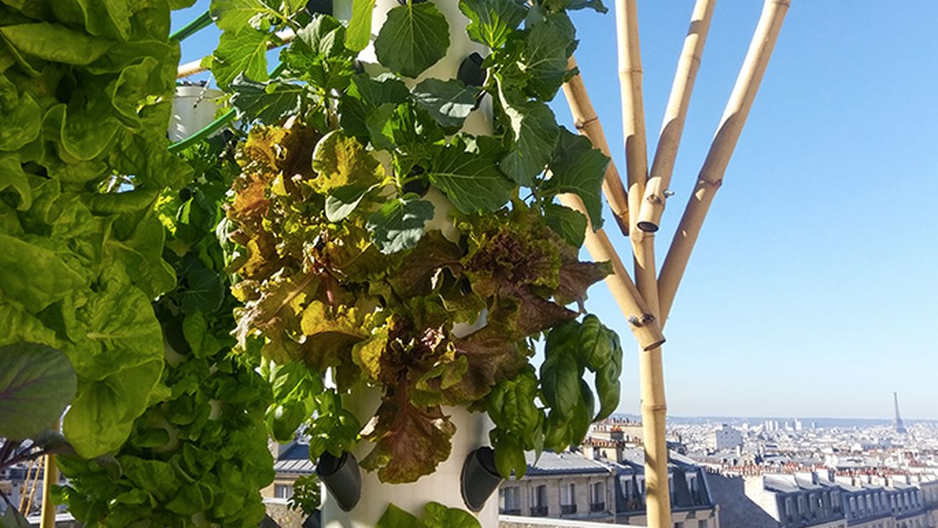 Locuitorii din marile orașe ale lumii s-au apucat de agricultură; Camera Națională Agricolă din Franța îi sprijină pe fermierii din Paris și alte orașe din țară