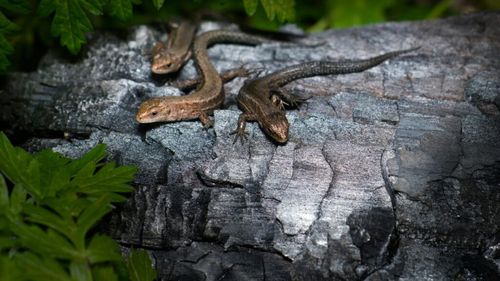 STUDIU | Reptilele care trăiesc în sere sunt eficiente în combaterea unor dăunători importanți pentru horticultură