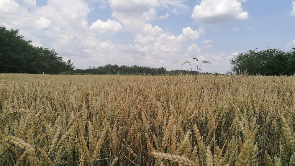 Exporturile de grâu românesc au depășit 3.000.000 t la începutul lunii aprilie