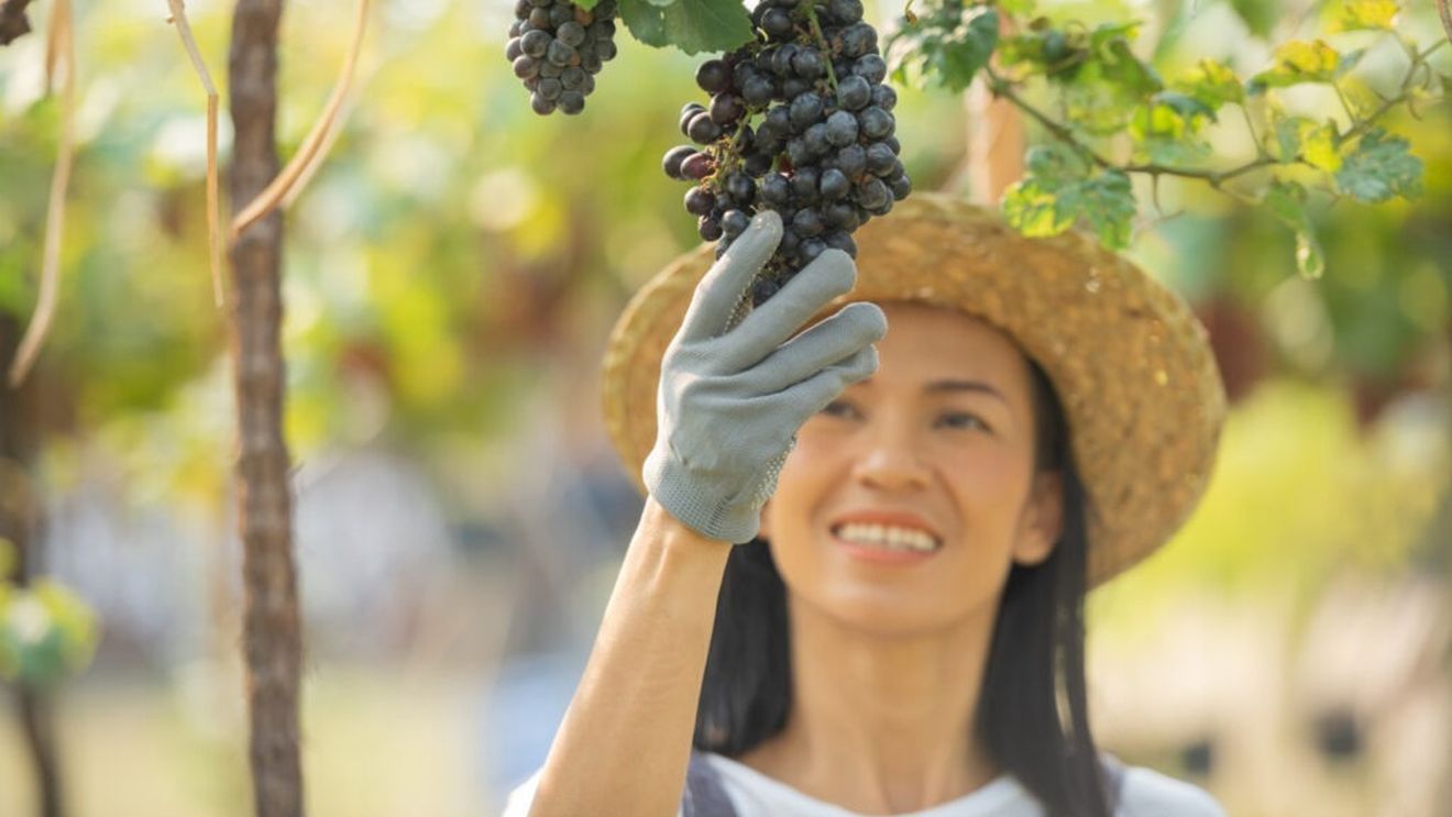 De la călcatul strugurilor la vânătoarea de trufe, zece excursii memorabile la culesul recoltei în Europa/Vânătoarea de trufe din Transilvania este pe listă