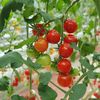 Stațiunea de Cercetare Buzău pregătește un nou soi de tomate / „Această linie s-a remarcat prin fructele sale în formă de inimă, cu striații spectaculoase pe fond brun-roșiatic și pulpă cărnoasă”