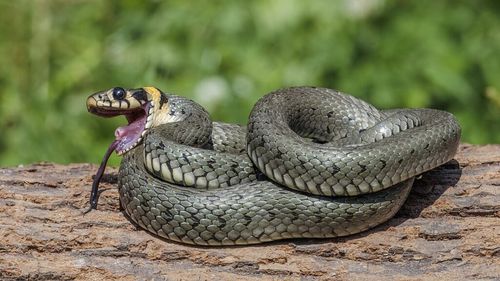 India: Peste 100 de copii s-au îmbolnăvit după ce au mâncat prânzul gratuit oferit la şcoală / Bucătarul ar fi găsit un şarpe mort în mâncare, l-a îndepărtat şi a servit totuşi meniurile copiilor