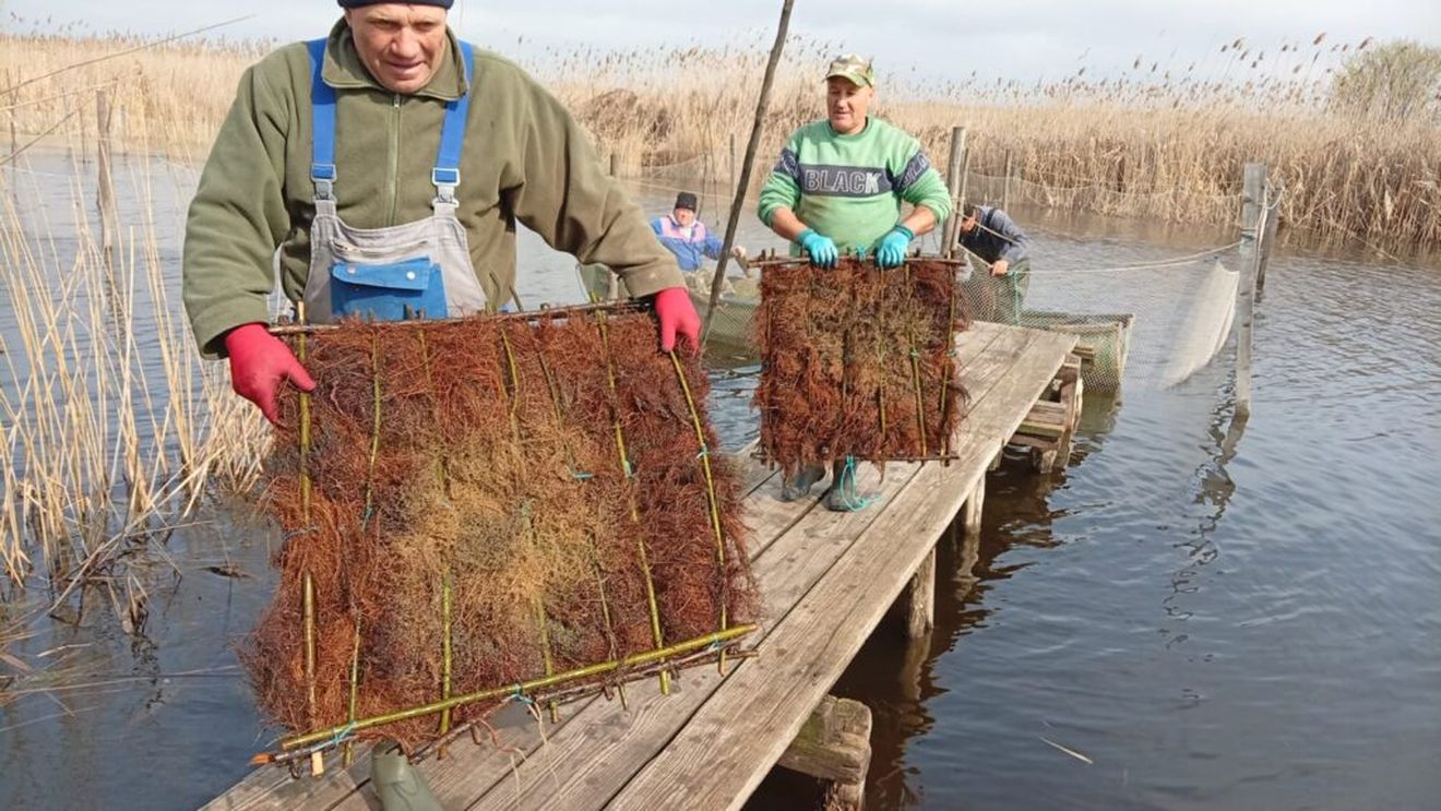 Peste 1.000 de cuiburi cu icre de șalău au fost lansate în lacul Razim, în cadrul programului de repopulare