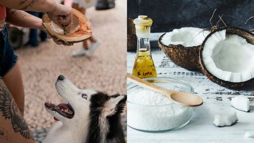 Uleiul de cocos în alimentația și rutina de îngrijire a cățeilor: Benefic sau nu?