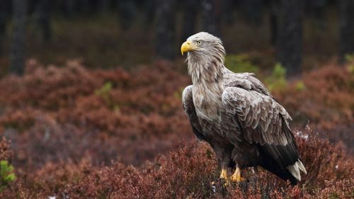 Reintrodusă la 200 de ani de la dispariție în sudul Angliei, o specie de vultur nu a afectat agricultura din zonă / Nici măcar un miel nu a fost ucis de pasărea răpitoare