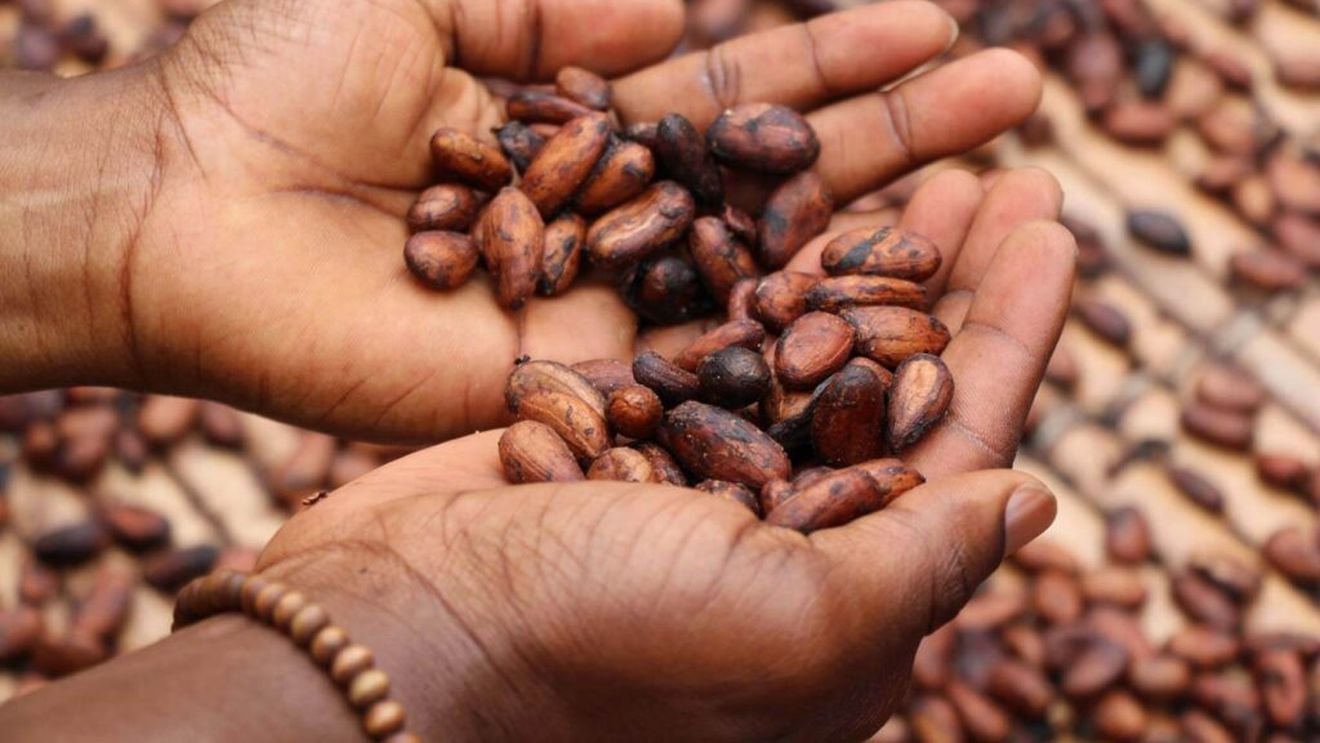 8 tone de cocaină descoperite în Germania/ Marfa ilegală, evaluată la jumătate de miliard de euro, era ascunsă în saci cu boabe de cacao 
