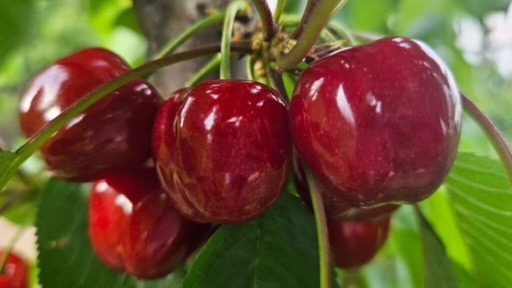 Cultura cireșului: România ocupă locul 9 în Uniunea Europeană, ca suprafață cultivată / Polonia, numărul 1 / Care sunt primele trei soiuri de cireșe, în topul Taste Atlas