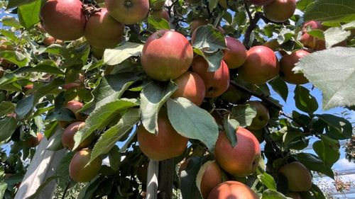 Merele de la ferma cu istorie din Bistrița, printre cele mai căutate. Ajung în supermarketurile Lidl din toată țara datorită calității lor