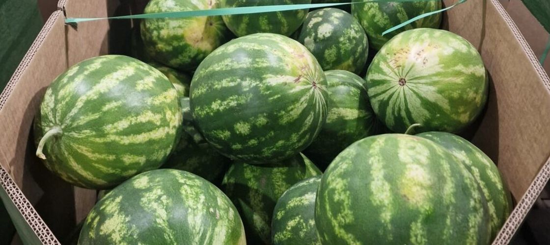 Arșița face prăpăd în Bihor: fermierii rămân fără lubenițe și legume cu săptămâni mai devreme/ Călin Negruț, producător: „Vor rămâne în câmp și 10 tone de lubeniță la hectar. Nici măcar n-o să le culeg”