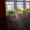 Cum îți dai seama că plantele de apartament au nevoie de apă. Cinci semne simple recomandate de specialiști