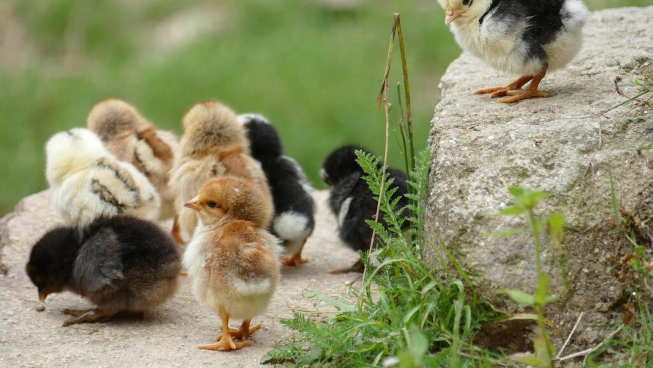 „Puii mei sunt animale de companie”/ Femeia care a dat în judecată Asociația de Proprietari pentru că își iubea găinile