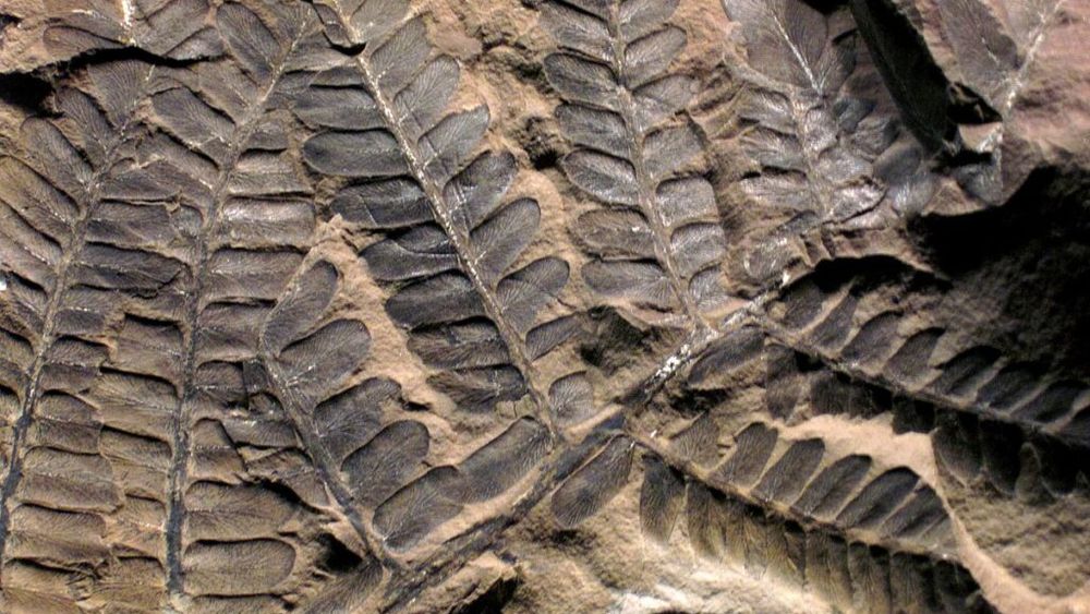 Fosile ale unor plante din pădurea tropicală antarctică de acum 53 de milioane de ani, descoperite în Tasmania