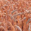 Noi provocări pentru agricultori: Temperaturile ridicate și umiditatea pot afecta culturile de grâu / Fusarioza revine în atenția fermierilor