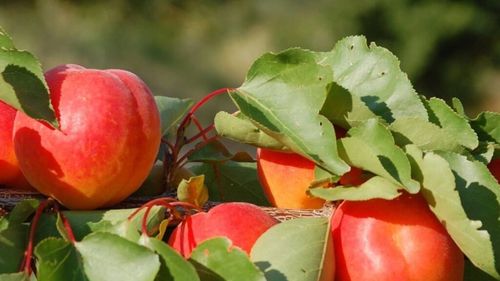 Caisele dulci din Ținutul Baronilor francezi au căpătat protecție la Bruxelles/România nu are înscris niciun soi de fructe