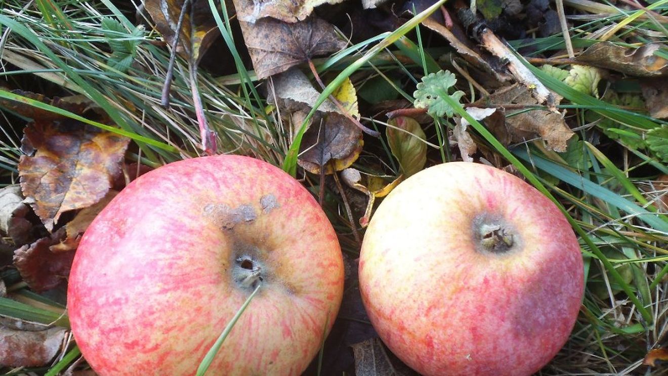 Bani europeni pentru promovarea sucurilor bio din România în trei țări arabe; de la aprobarea proiectului, în 2017, pe piața arabă nu a ajuns, însă, niciun litru de suc bio