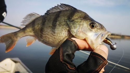 Specii invazive de peşti, apărute spontan în apele din Banat/ Noile populații create dăunează faunei şi florei autohtone