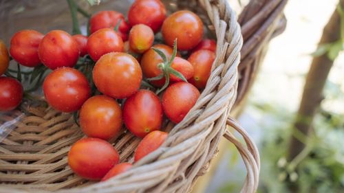 Roșii rezistente la secetă: Soiuri cultivate cu succes în fermele din România, chiar și fără irigații