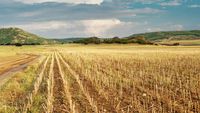 Primele estimări pentru recolta din Buzău: producții de peste 5 tone la hectar la grâu și orz, după ploile din ultimele luni