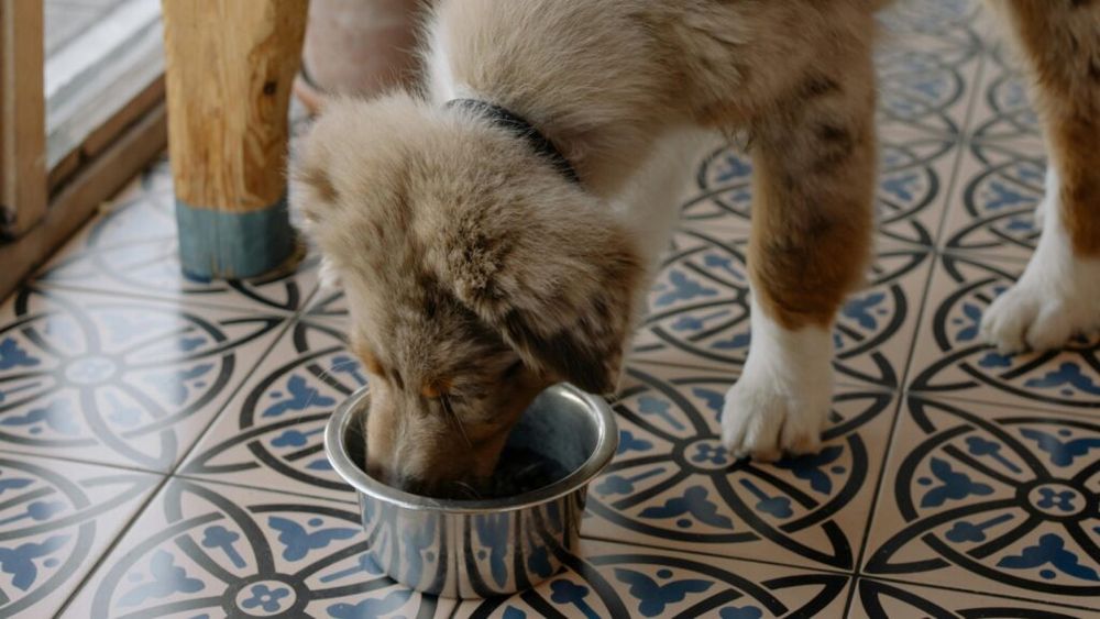 Mars, dat în judecată pentru conținut excesiv de vitamina D în hrana PEDIGREE pentru câini