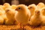 Danemarca vrea să interzică „puii turbo” / Ce a declanșat demersul autorităților și ce se pregătește la nivel european