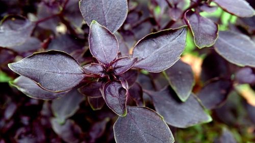 Știi că există și busuioc violet? Cum se poate cultiva și consuma și prin ce diferă de cel obișnuit