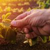 Fermierii cer schimbarea Strategiei pentru biodiversitate: „Protejarea naturii nu poate fi realizată prin transferarea costurilor exclusiv asupra fermierilor”