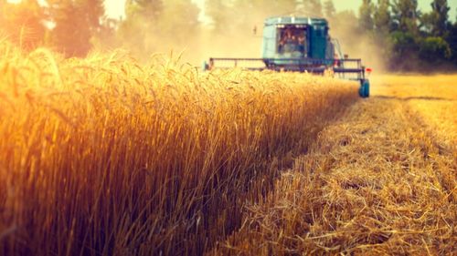 Incursiunea ucraineană din Kursk: Regiunea din Rusia este o zonă agricolă importantă / Terenurile agricole acoperă 77% din teritoriu