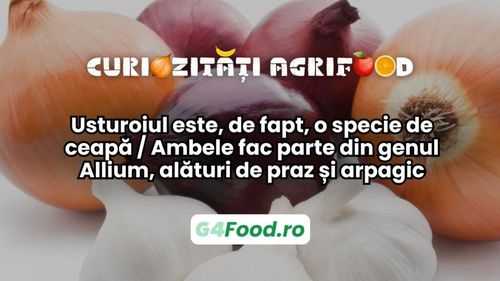 Curiozitate agri-food: Usturoiul este, de fapt, o specie de ceapă / Ambele fac parte din genul Allium, alături de praz și arpagic