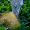Comisia Europeană recunoaște blocajele din autorizarea pesticidelor și pregătește reguli mai stricte / Oficial: „Sistemul trebuie ajustat pentru a funcționa mai bine”