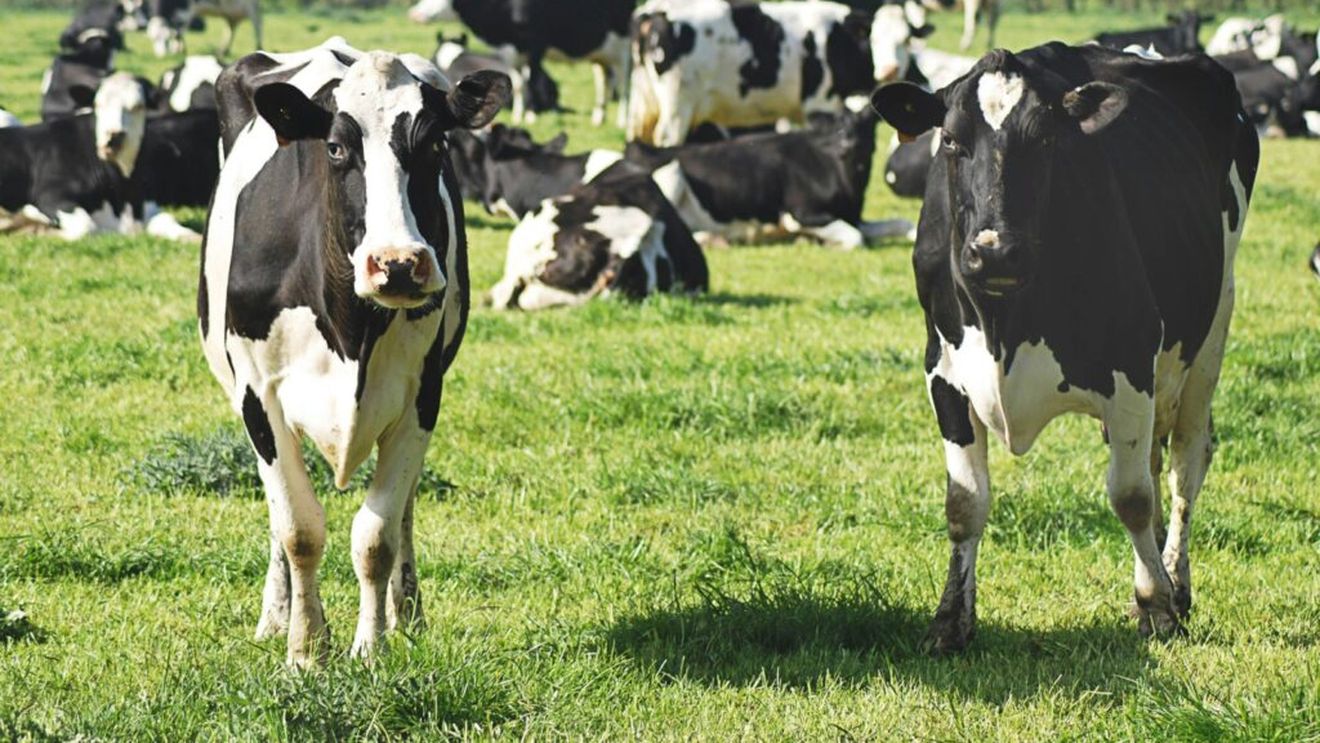 Florinel Bîrcă, Agenția Națională de Zootehnie: Următorul pas pentru România în domeniul zootehniei ar trebui să însemne reaşezarea ţării noastre pe piaţa genetică