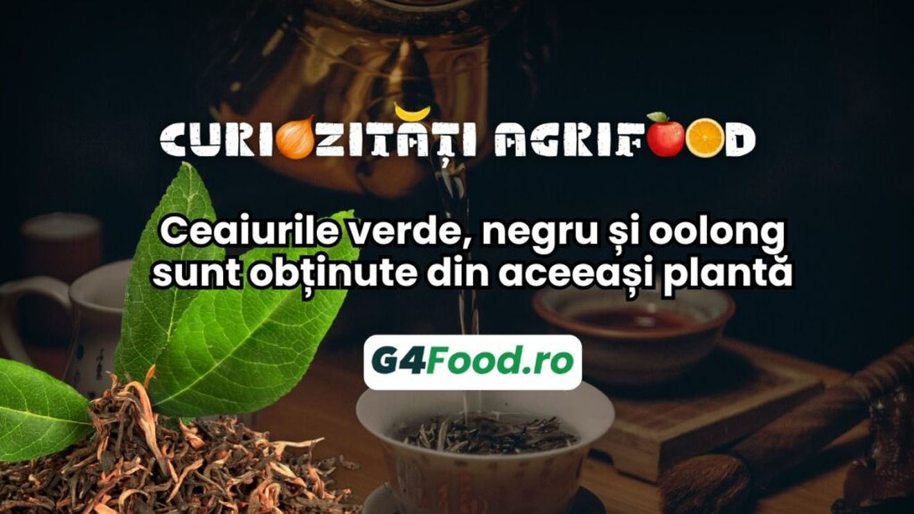Curiozități agrifood - 1 octombrie: Ceaiurile verde, negru și oolong sunt obținute din aceeași plantă, fără alte ingrediente adăugate
