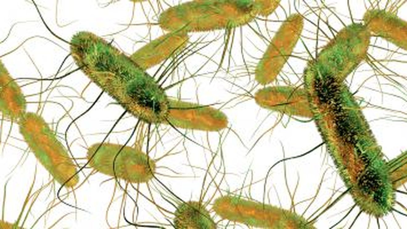 Fructele și legumele din Turcia cu reziduuri de pesticide și carnea de pui și produsele din carne de pui din Polonia infestate cu Salmonella domină clasamentul notificărilor la nivelul Uniunii Europene