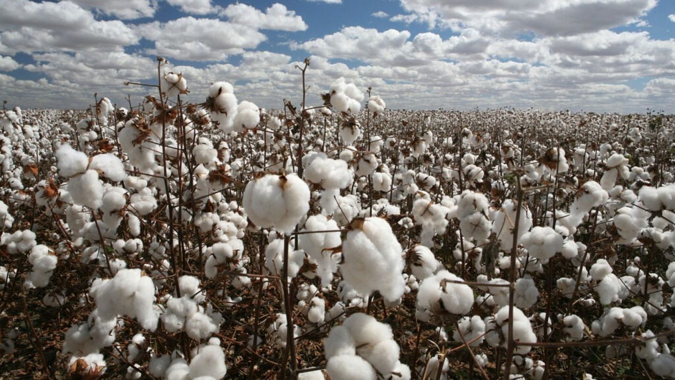 Producția de bumbac din SUA a scăzut din cauza uraganului Helene/Georgia, al doilea mare producător, a pierdut 32% din recoltă