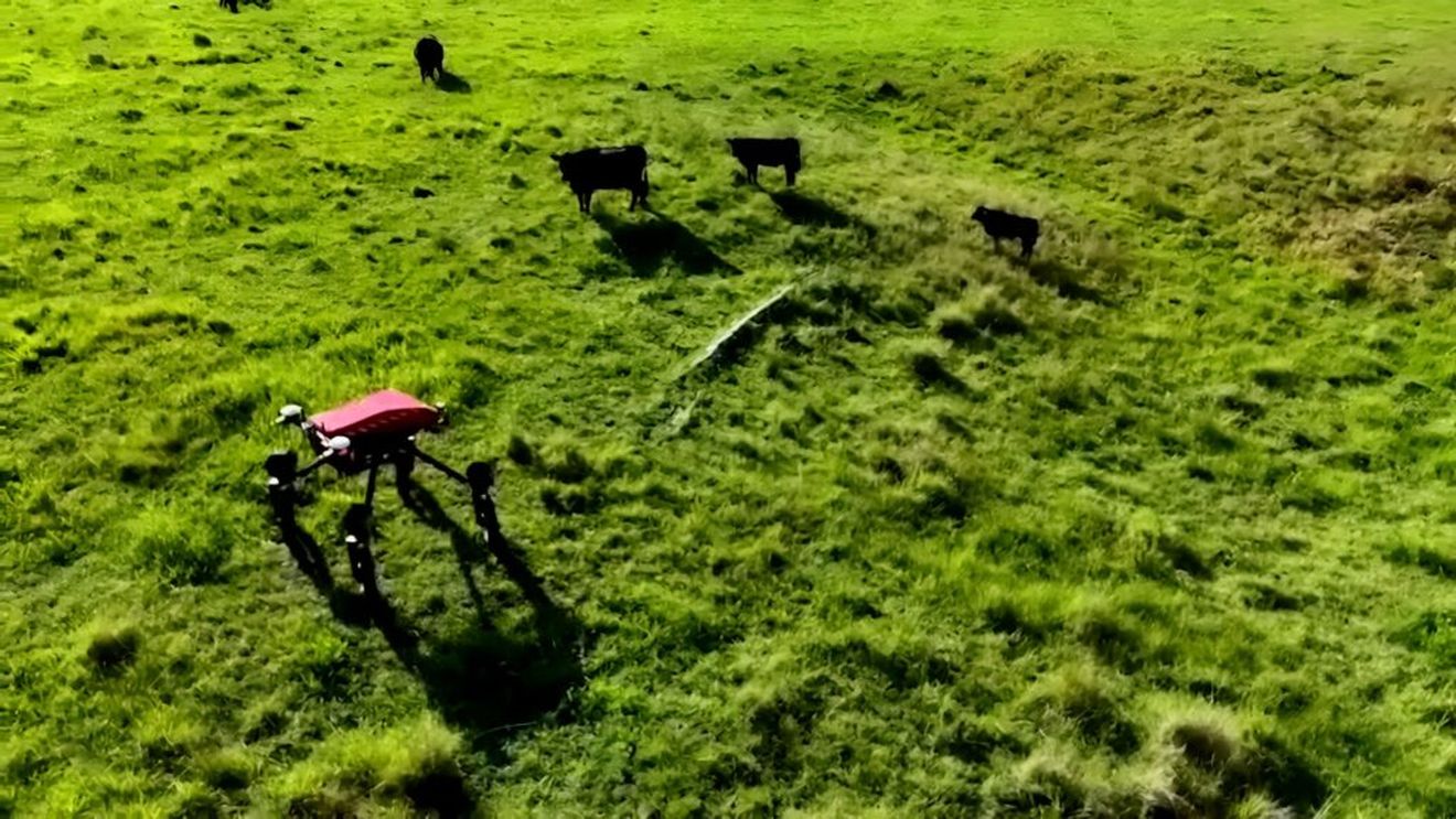 SwagBot, „vaca-robot” cu inteligență artificială, care păstorește vite și previne degradarea solului