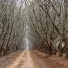 O bacterie a distrus milioane de măslini în Italia / Regiunea Puglia caută soluții după pierderea a milioane de arbori