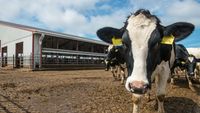 Harghita: Ferme și producători locali își deschid porțile pentru vizitatori, la Open Farm Weekend
