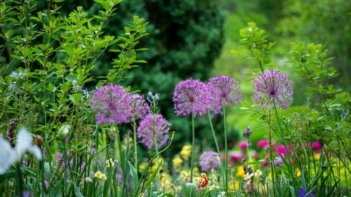 Britanicii sunt îndemnați să planteze în grădini plante neobișnuite pentru a proteja biodiversitatea, importantă în întreg lanțul filogenetic